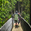Puentes Colgantes en Arenal + Aguas Termales (Opcional)