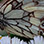 Ranario & Exhibición de Mariposas en el Jardín del Bosque Veragua