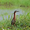 Safari Flotante en el Río Corobicí