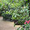 Volcán Poas & Jardines en La Cascada La Paz