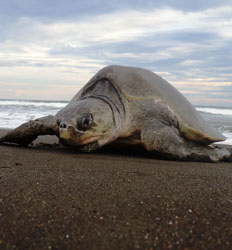 Anidación de Tortugas Marinas en Sámara