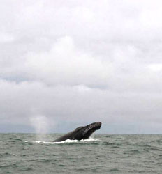 Avistamiento de Ballenas desde San José Costa Rica