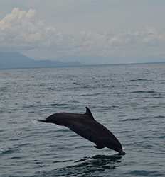 Avistamiento de Ballenas & Delfines Salvajes en Marino Ballena