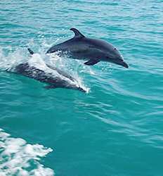 Avistamiento de Delfines & Ballenas en Barco Privado