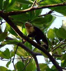 Caminata en el Parque Nacional Cahuita