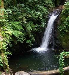 Caminata hacia la Cascada en Finca Modelo por el Bosque Nuboso de Costa Rica