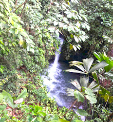 Caminata por el Bosque Lluvioso Rainmaker