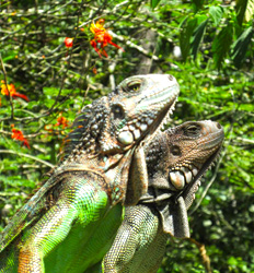 Conservación de la Iguana en Kekoldi