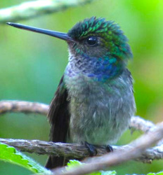 Día Completo de Avistamiento de Aves de las Tierras Bajas (5 hrs)