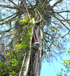 Escalada Por Las Copas De Los Árboles Del Bosque Nuboso De Monteverde