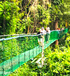 Excursión Exprés en los Puentes Colgantes en Costa Rica