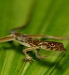 Excursión Nocturna de Anfibios & Reptiles