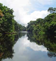 Excursión de un Día en la Plantación de Plátanos + Tortuguero