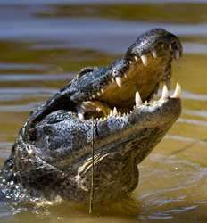 Excursión al Safari de Cocodrilos en el Río Tarcoles