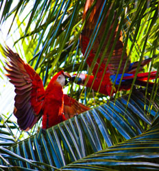 Excursión al Santuario de Guacamayas en Sámara