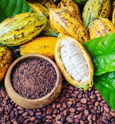 Excursión de Chocolate en Costa Rica + Safari en Barco para Avistar Cocodrilos