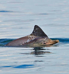 Excursión de Delfines Dolphin Discovery + Beach Break en Punta Mona