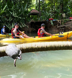 Excursión de Kayak por Laguna & Manglares en Gandoca