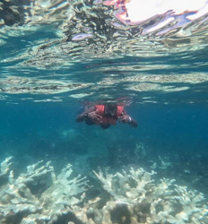 Excursión de Snorkel en el Refugio de Vida Silvestre Gandoca Manzanillo Puerto Viejo