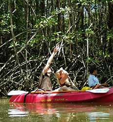 Excursión en Excursión por el Estuario & Kayak por los Manglares de Tamarindo