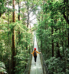Excursión en Teleférico por el Bosque Nuboso de Monteverde & Puentes Colgantes