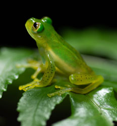 Exhibiciones de Anfibios & Reptiles Selvatura