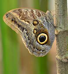 Isla del Caño & Jardín de Mariposas en Bahía Drake