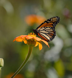 Jardín de Mariposas Selvatura