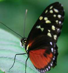 Jardín de Mariposas en el Eco Centro Danaus