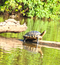 Noche en Tortuguero + Rafting en el Río Pacuare desde Arenal