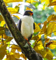 Noche en Veragua + Excursión de Avistamiento de Aves