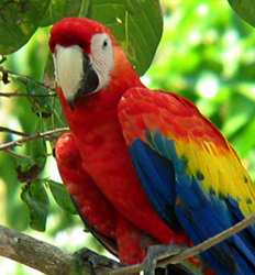 Parque Nacional Carara + Excursión de Cocodrilos en el Río Tarcoles