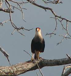 Parque Nacional Palo Verde & Cerámica Guaitil