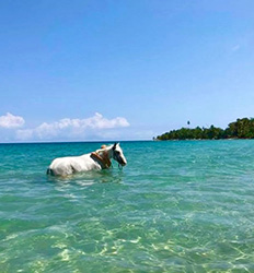 Paseo en Caballo por la Playa en Puerto Viejo