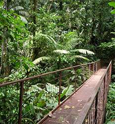Puentes Colgantes Heliconias & Caminata en el Bosque