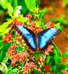 Puentes Colgantes del Bosque Nuboso de Monteverde, Santuario de Perezosos & Jardín de Mariposas