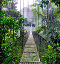 Puentes Colgantes en Arenal + Caminata a la Cascada La Fortuna