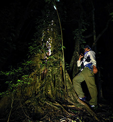 Tirolesa Monteverde + Caminata Nocturna por el Bosque Nuboso