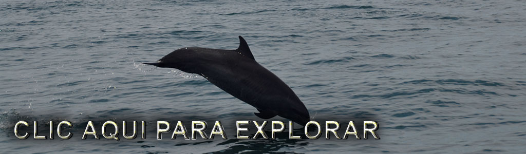 Avistamiento de Ballenas & Delfines Salvajes en Marino Ballena