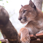 Arenal Lake Drive & Puma Rescue Center Guanacaste Smart Connection