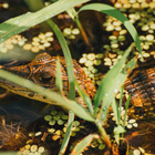 Tarcoles River Crocodile Safari Smart Connection