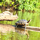 Tortuguero Overnight + Pacuare River Rafting Smart Connection Combo